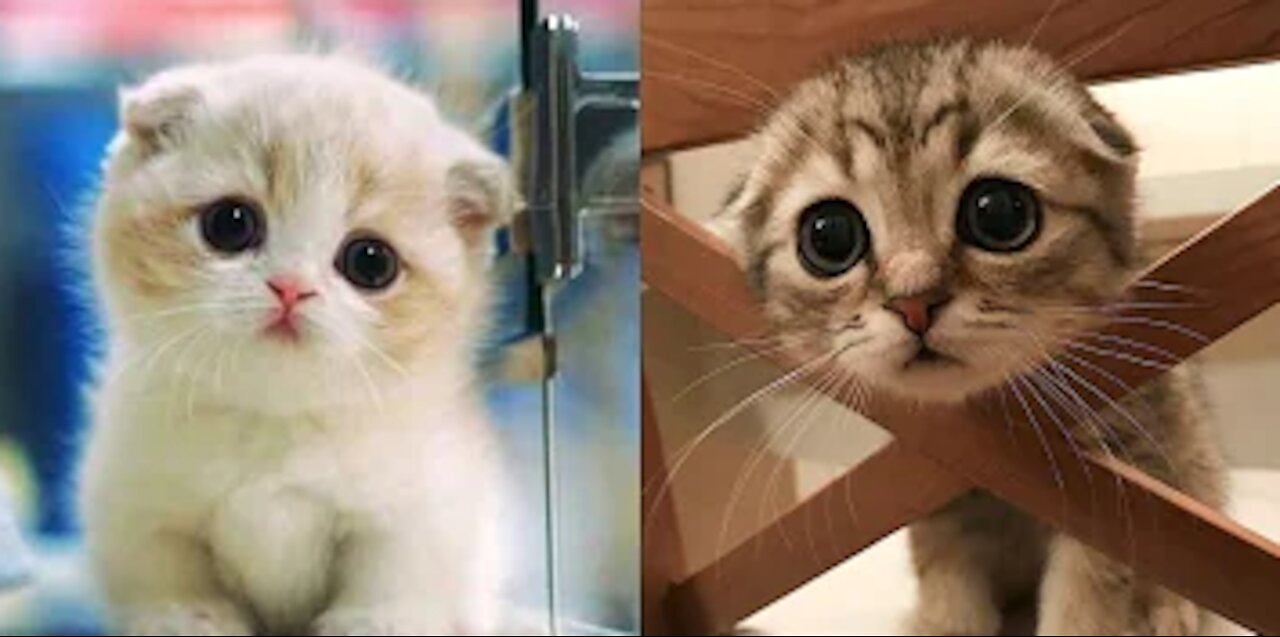 Cute and Funny Cats to Keep You Smiling! 🐱