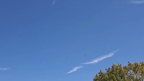 2 bald eagles outside of my work!