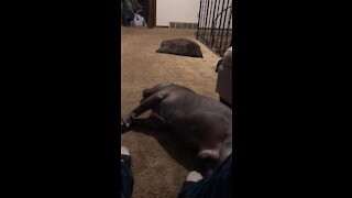 American Bully Chasing the Sandman