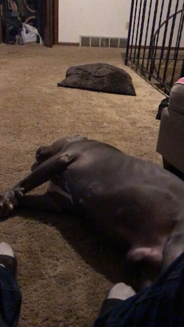 American Bully Chasing the Sandman