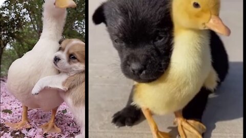 Pup cuddle your best friend, showing his love