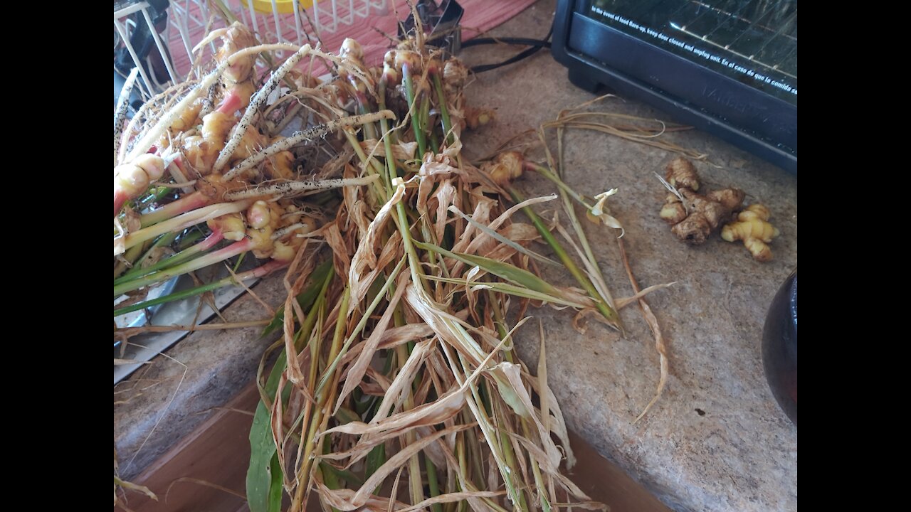 Growing, Harvesting and Using Ginger