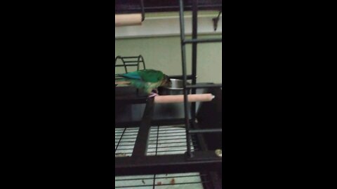 The cutest way to drink water (bird)