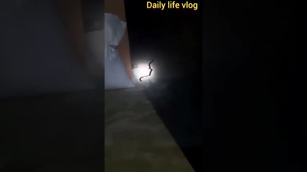 It's too dangerous for a poisonous snake to enter the house in the middle of the night