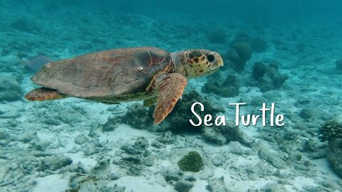 Sea Turtles