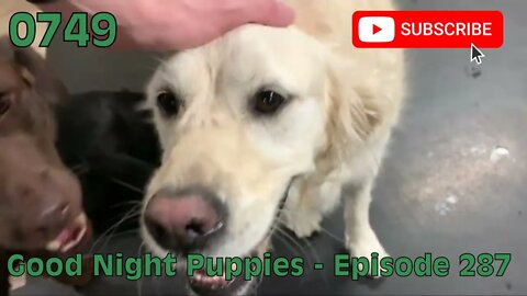 [0749] GOOD NIGHT PUPPIES - EPISODE 287 [#dogs #doggos #doggies #puppies #dogdaycare]