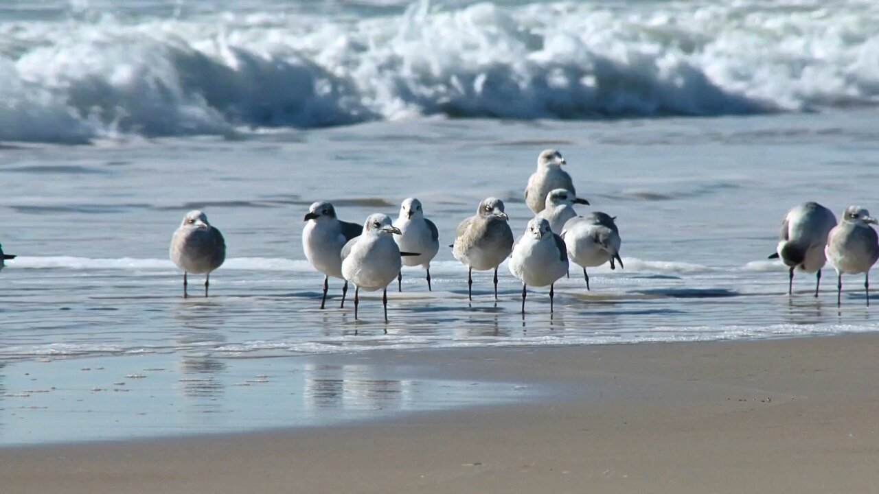 The Tranquil Blue Birds' Flight Over Serene Sea - A Journey of Relaxation