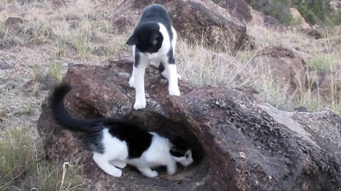 Our Cats #90 #shorts - Cats Play-Fight for Hollow Space on Rock (Part 2)