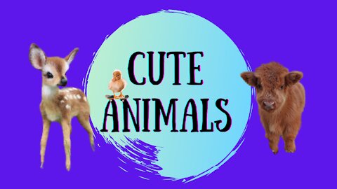 Cute Animals Cats and Dogs cute #05