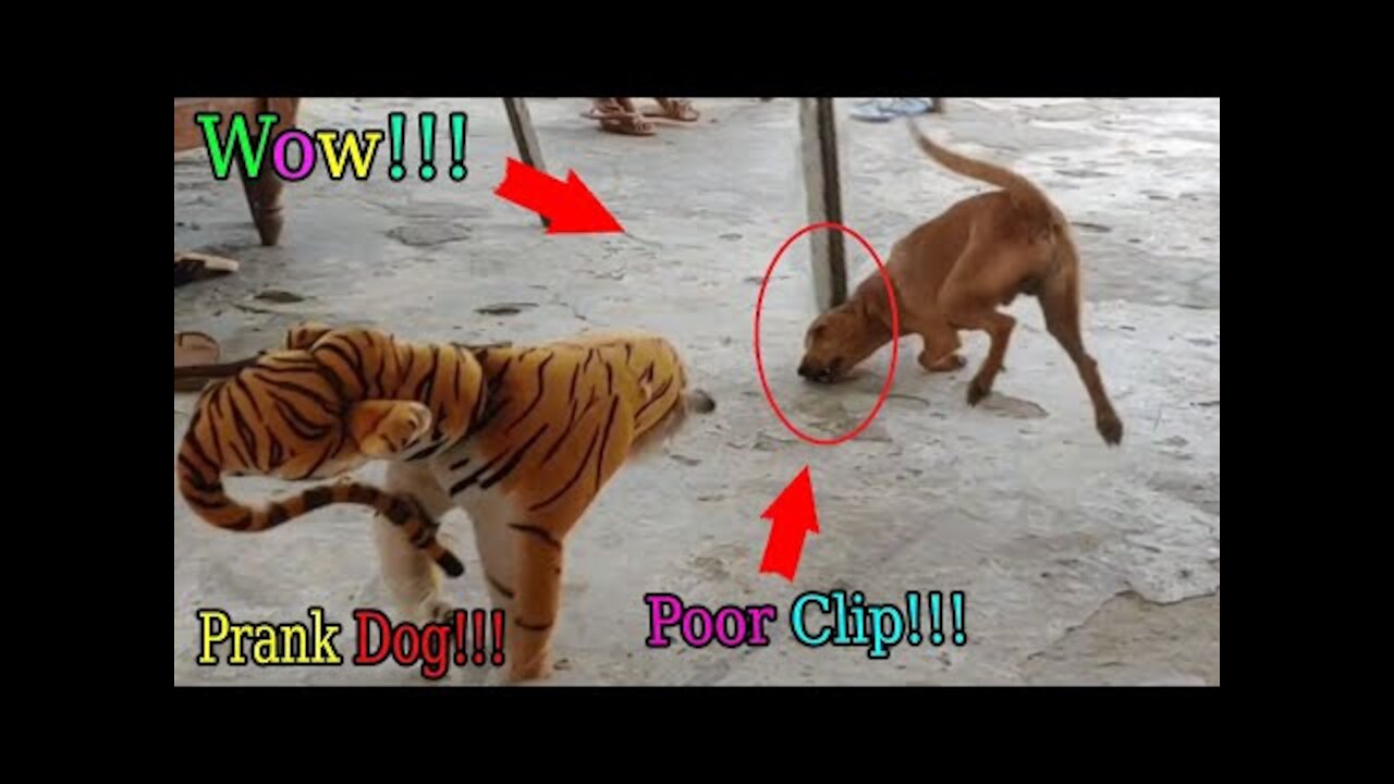 Wow Nice!! Fake Tiger Prank Dog Run So Funny Video Pranks 2021|