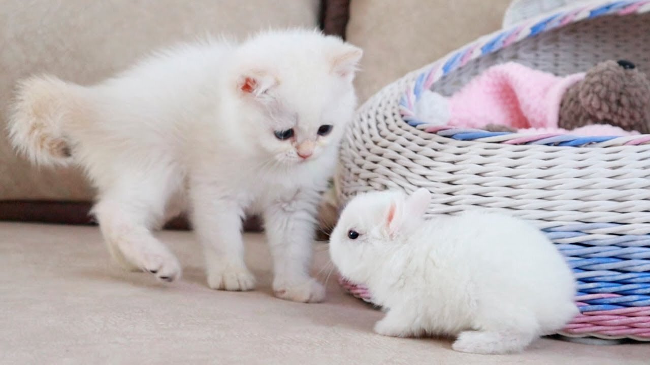 White kitten and white tiny bunnies 🐰 | It's so Сute! 🥰