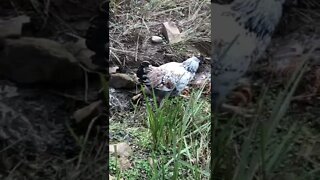 Free range hen goes into perfect camouflage