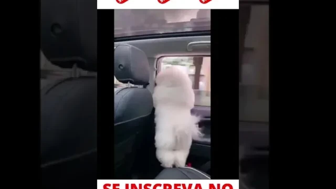 Cachorro Rebolando #shorts