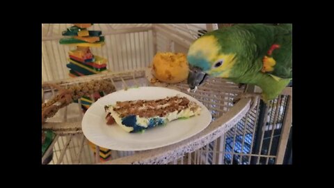 Azul eating hatchday cake