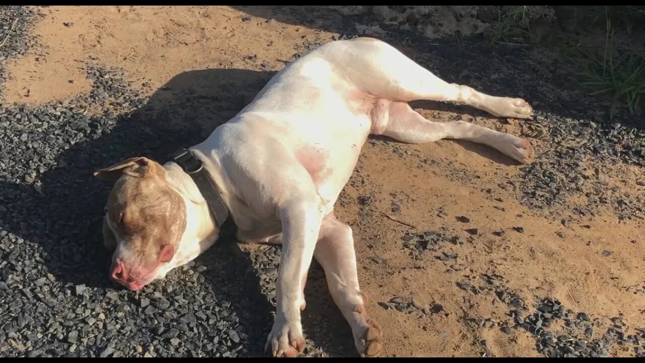 Henry lies in the sun and gets ants on him