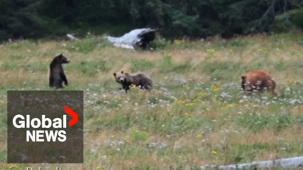 Rare grizzly bear with cubs spotted on Vancouver Island