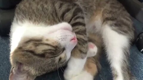 Cat Being Cute ASMR 3 Hours