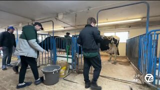 Animals helping healing at Michigan State University