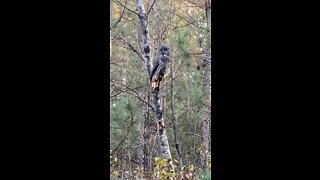 Minnesota Great Grey Owl