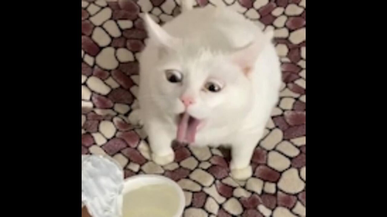 The reaction of a cat from Russia named "Belyash" after the cat's owner offered him a box of sour cream