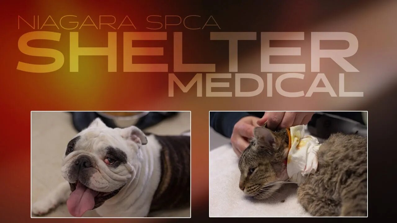 Cherry eye dog and a neck wound kitty | Shelter Medical