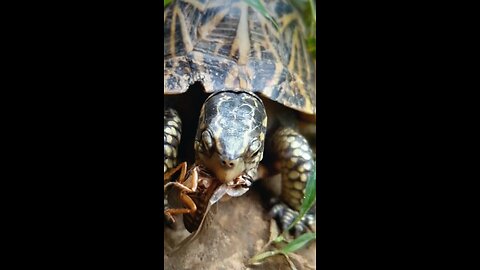 Live BUG Eaten By Tortoise? I Thought Tortoise Are Vegetarian?