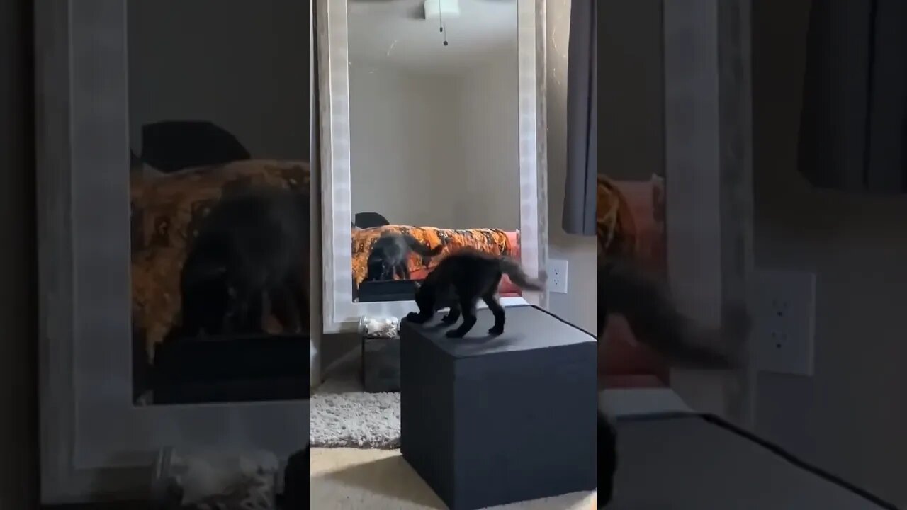 “Let’s go! Come on, right now, you and me!” 😂 #shorts #tiktok #cat