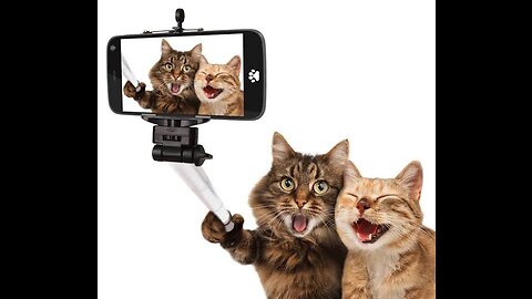 Funny Cats enjoying their moments with selfii 🤣😂