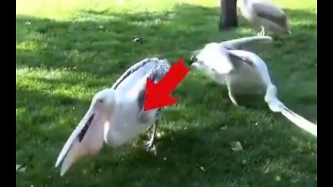 A Pigeon was swallowed Alive by a Pelican