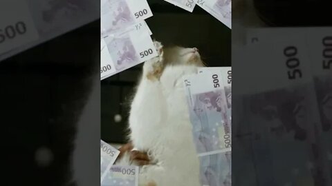 KUCING LUCU #PART 8