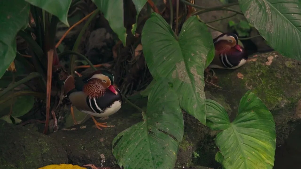 beautiful duck #beautiful #world #duck