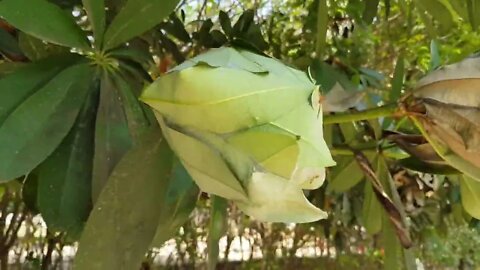 Weaver Ants - Building Nests With Leaves