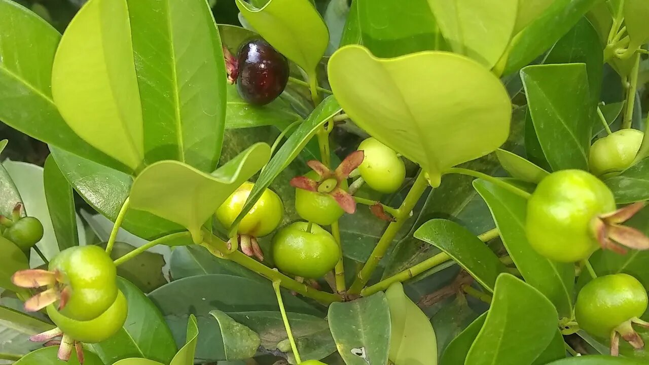 frutíferas produzindo em vasos grumixama jabuticaba Sabará graviola goiaba roxa pitanga preta