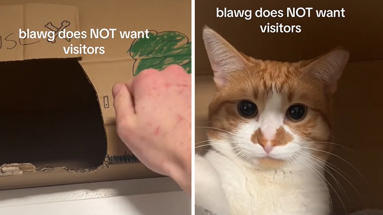 Grumpy cat doesn't want any visitors