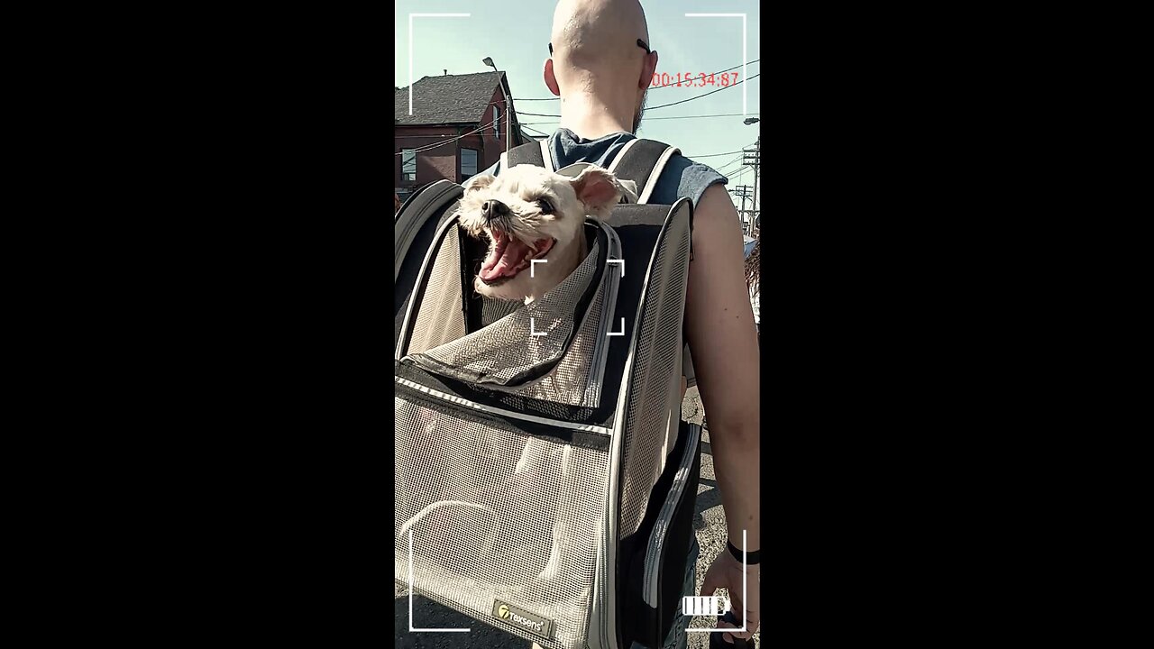 Dog in Bag Enjoying Sun