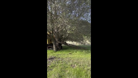 Old Crane Being Overgrown By Tree