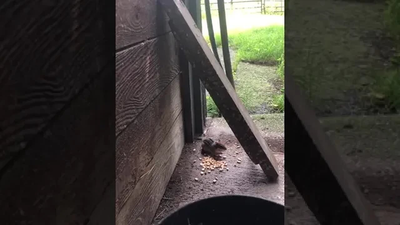 Cute Chipmunk Eating Corn ! #chipmunk #chipmunks #farmlife