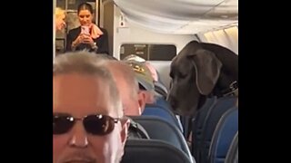 Man Brings A Massive Great Dane On A Flight As An Emotional Support Animal