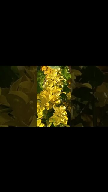 El #jardín de mi #tía (12/12/2022) #tacuarembó #uruguay