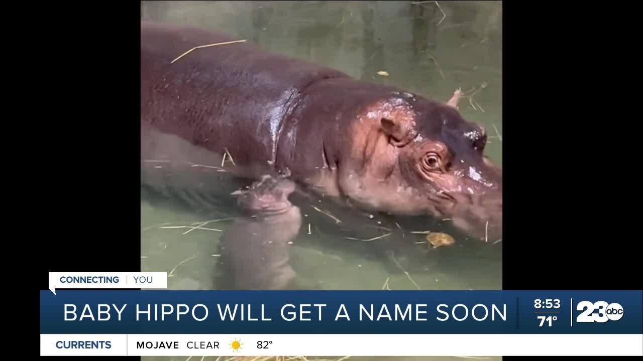 Cincinnati Zoo's baby hippo looking for name