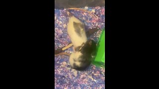 Wrestle and Groom