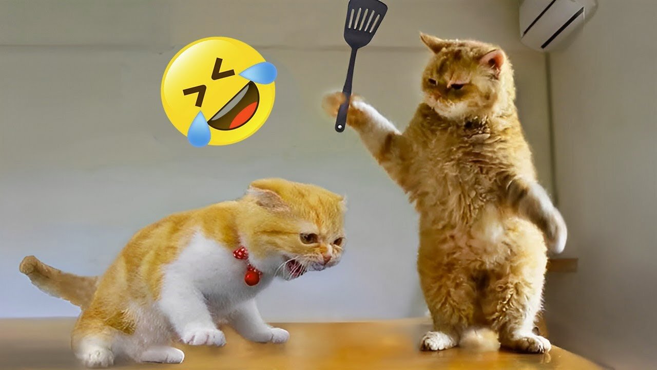 Funniest animals compilation 🐱 🐶 - Funny dogs 🐶 and cats 🐱 funny videos