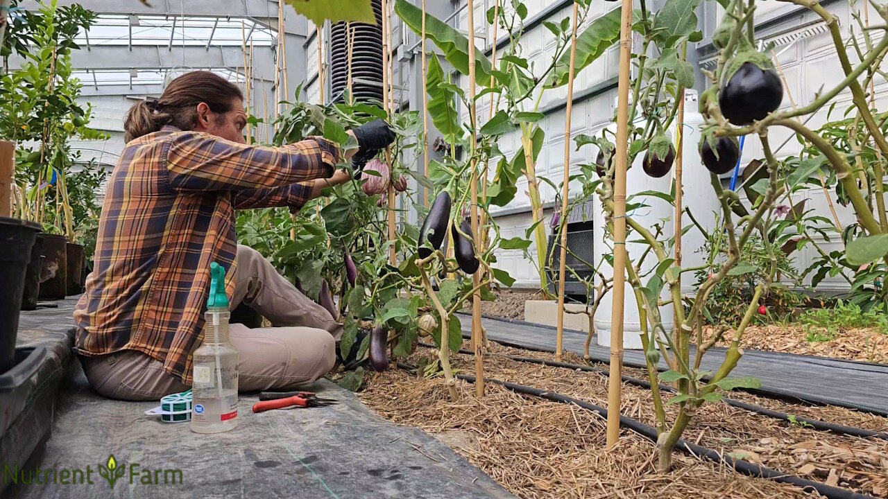 Nutrient Farm Scenery #30 - Organic Eggplant