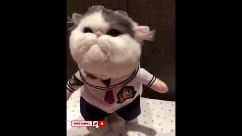 funny cat videos cute cat videos cute animals funny cats #shorts #shortsfunny #cutecat #funnycat