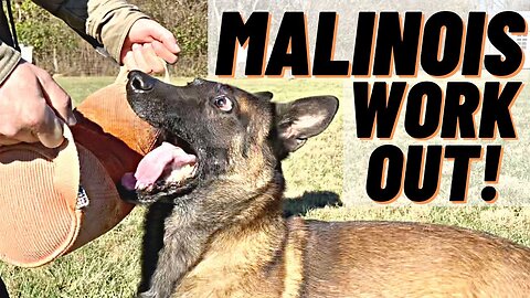 WORKING MY MALINOIS!