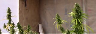 Flushing the Roots before Harvesting Cannabis