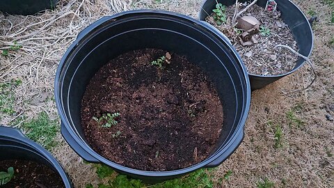 Red Potatoes Planted 02/16/24 Awakened Today 03/11/24