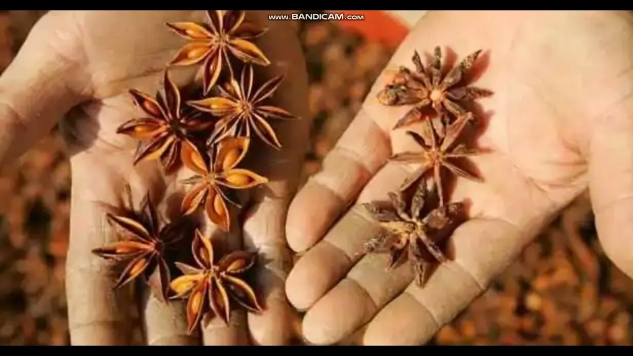 POWER OF STAR ANISE