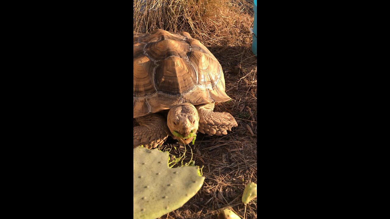 Sulcata Tortoise chomp chomp