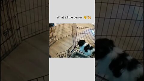 What a little genius 👏